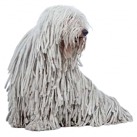 Komondor