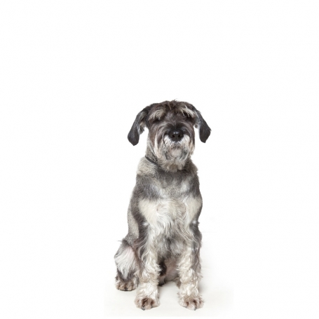 Középschnauzer