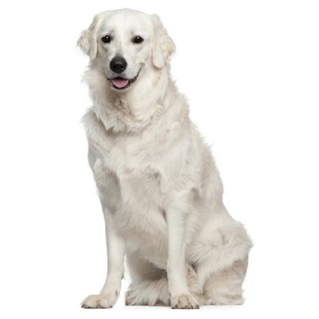 Kuvasz