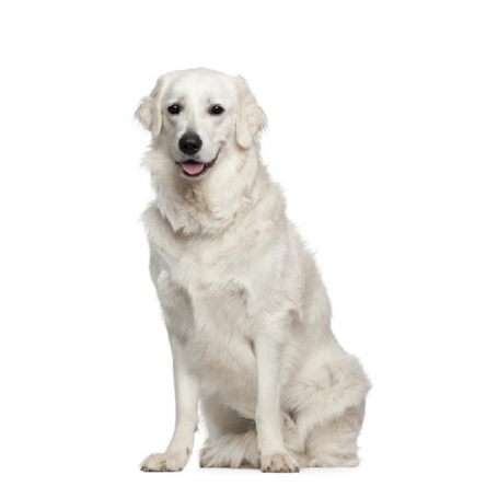 Kuvasz