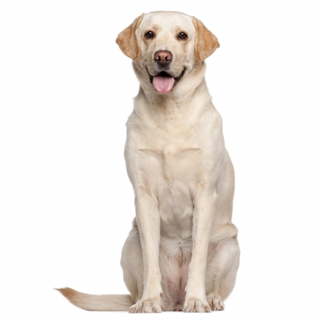 Labrador retriever