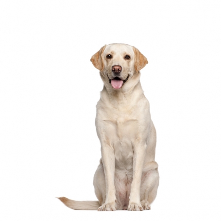 Labrador retriever