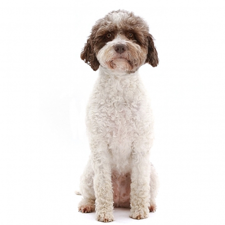 Lagotto romagnolo