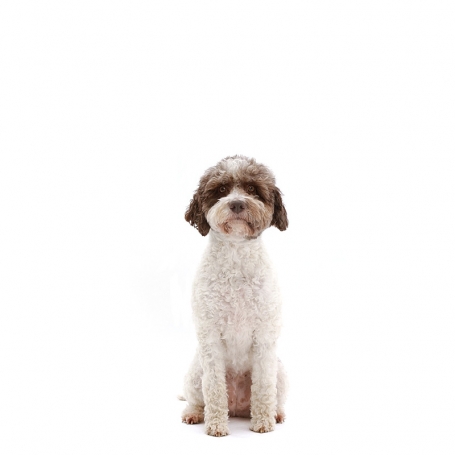Lagotto romagnolo