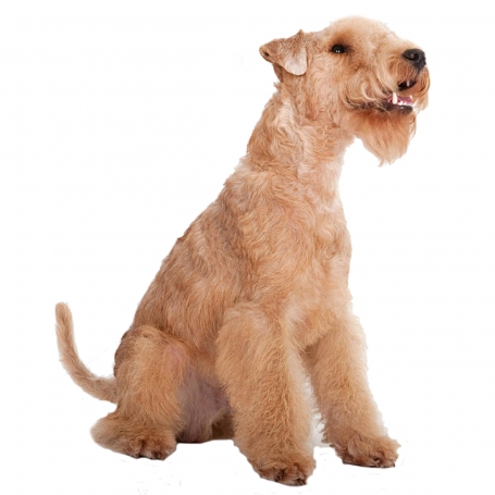 Lakeland terrier