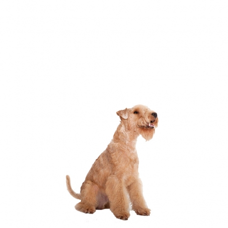 Lakeland terrier
