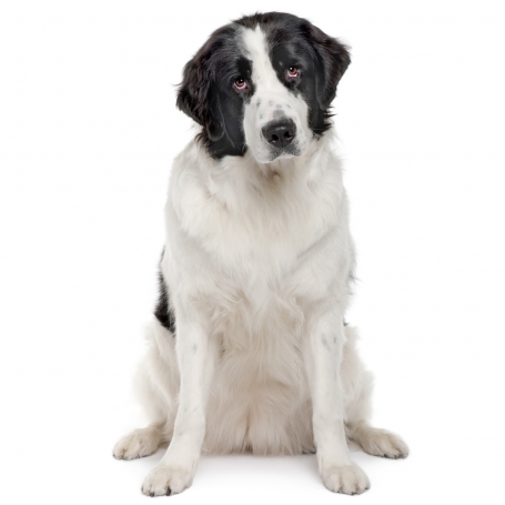 Landseer