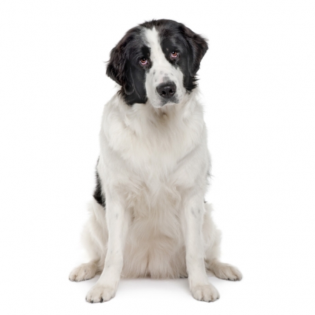 Landseer