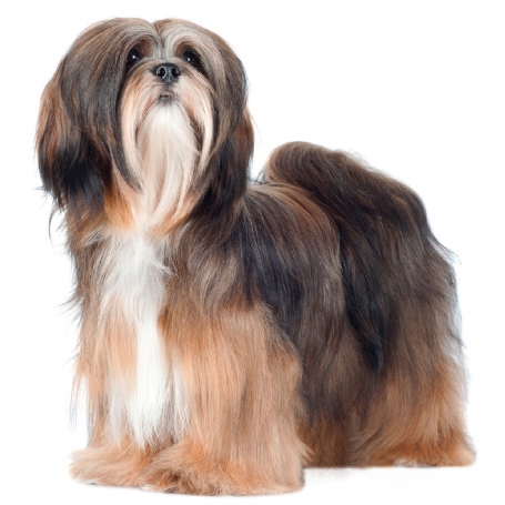Lhasa apso