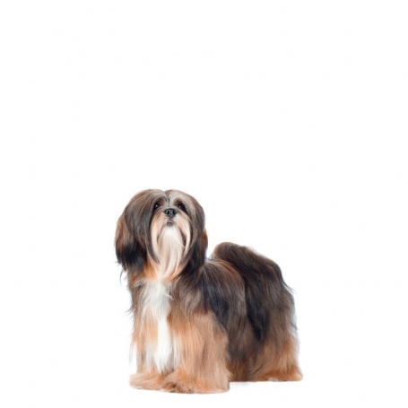Lhasa apso