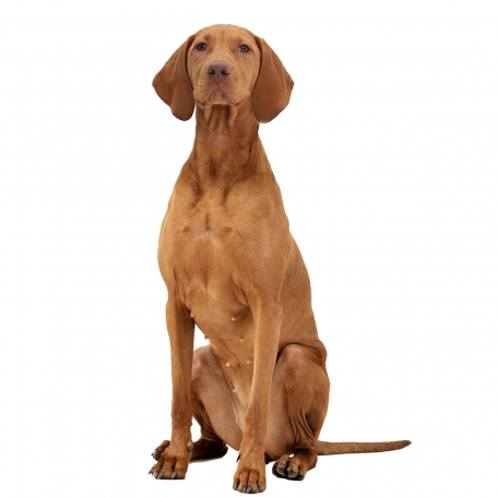Magyar vizsla