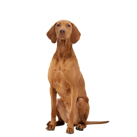 Magyar vizsla