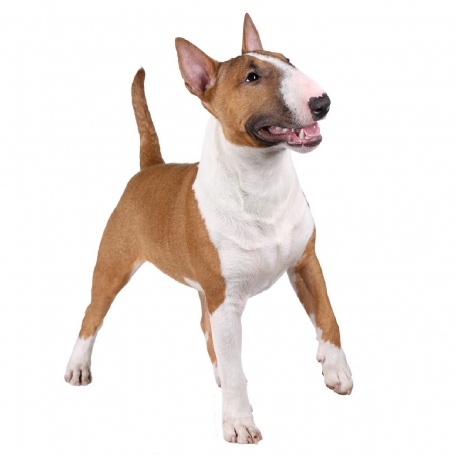Miniatűr bull terrier