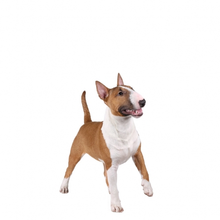 Miniatűr bull terrier