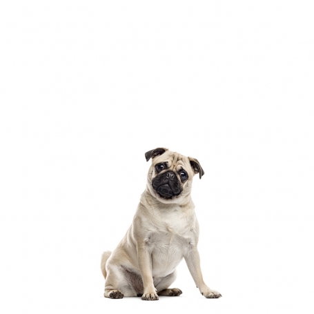 Mopsz