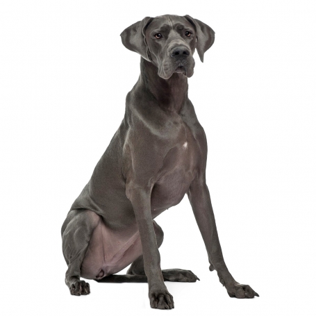 Német dog