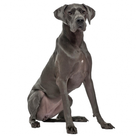 Német dog