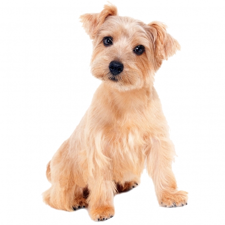 Norfolk  terrier