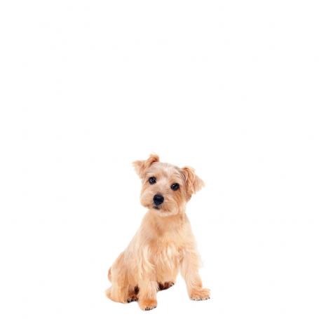 Norfolk  terrier