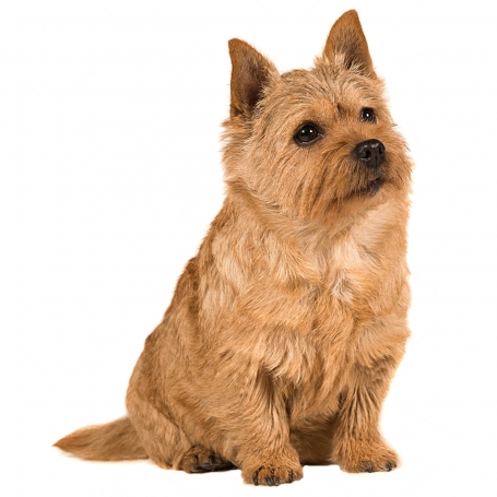 Norwich terrier
