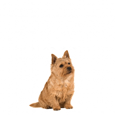 Norwich terrier