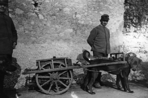 Az első világháború állati áldozatai