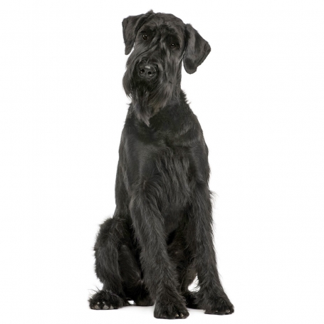 Óriás schnauzer