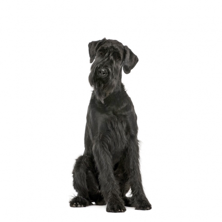 Óriás schnauzer