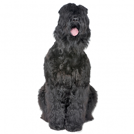 Orosz fekete terrier