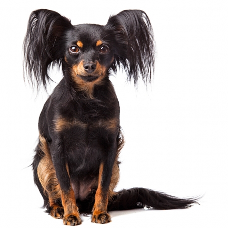 Orosz toy terrier