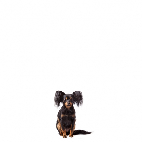 Orosz toy terrier
