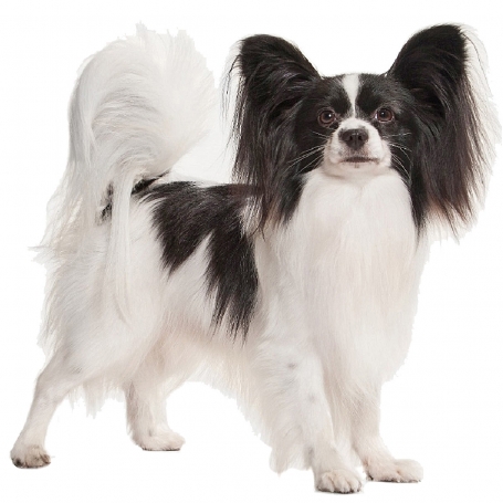 Papillon