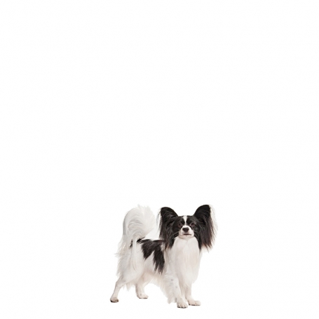 Papillon