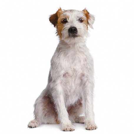 Parson Russel terrier
