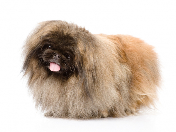 Pekinese