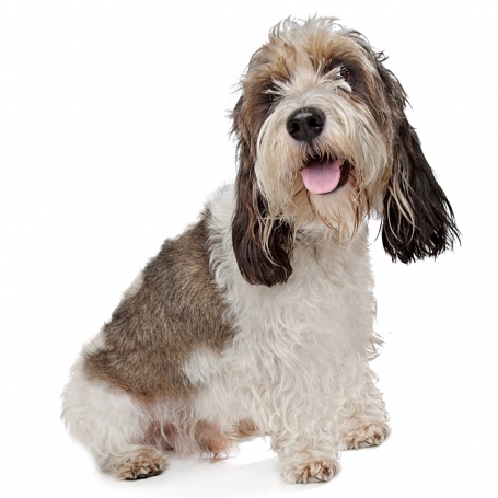 Basset Griffon Vendeen - Petit 