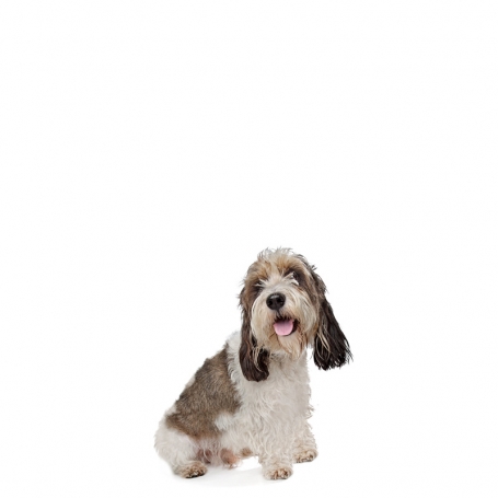 Basset Griffon Vendeen - Petit 