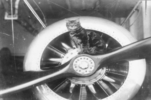 Az első világháború bátor macskái