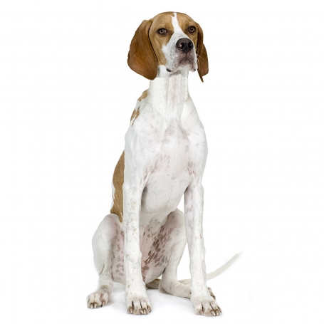 Pointer