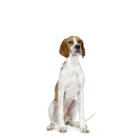 Pointer