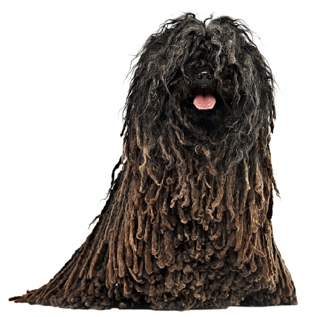Puli