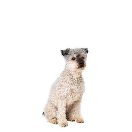 Pumi