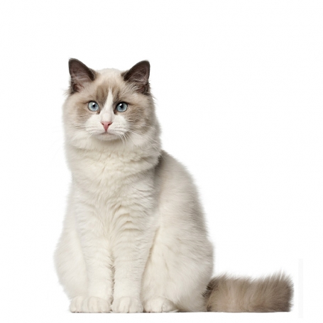 Ragdoll