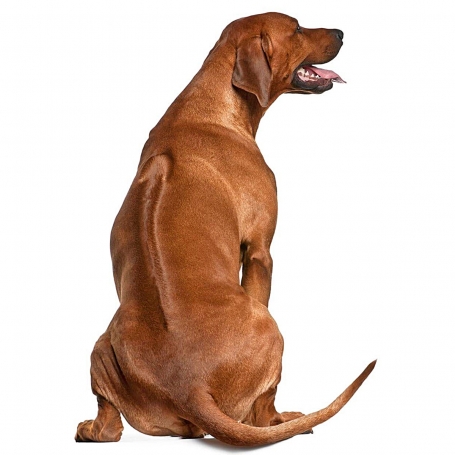 Rodéziai ridgeback
