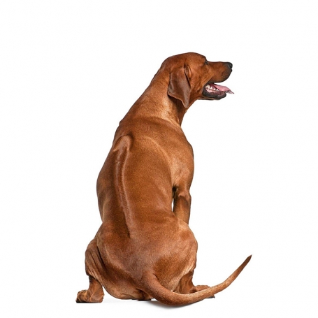 Rodéziai ridgeback