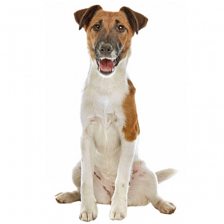 Simaszőrű foxterrier