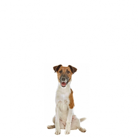Simaszőrű foxterrier