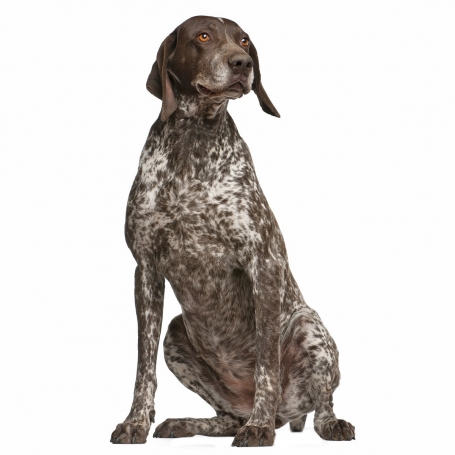 Rövidszőrű német vizsla