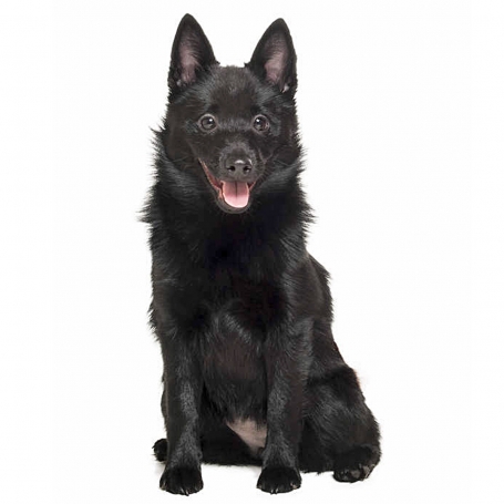 Schipperke