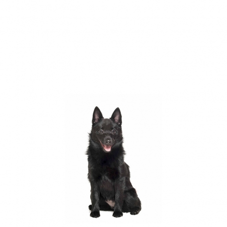 Schipperke